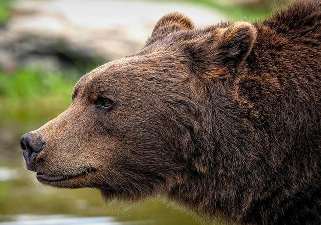 Grocery Worker in Japan Injured in Supermarket Bear Attack